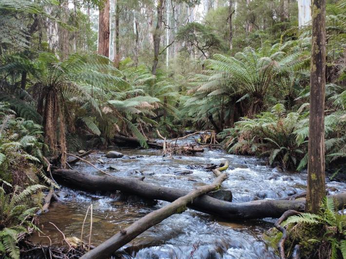 Cement Creek Warburton