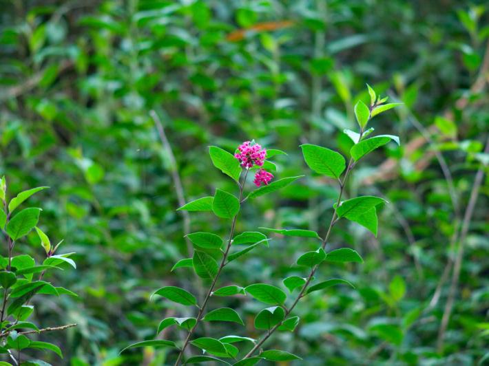 Mature cestrum plant