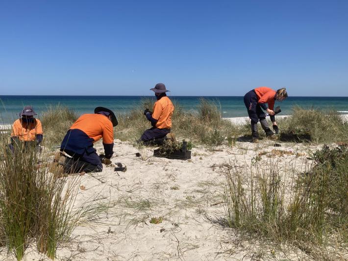 Planting at Carrun Beach