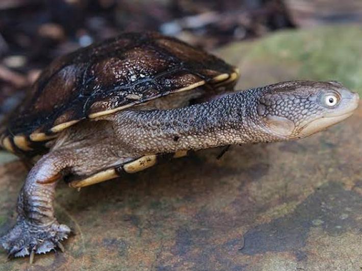 Eastern long necked turtle