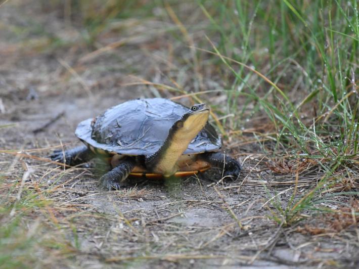 Eastern long-necked turtle