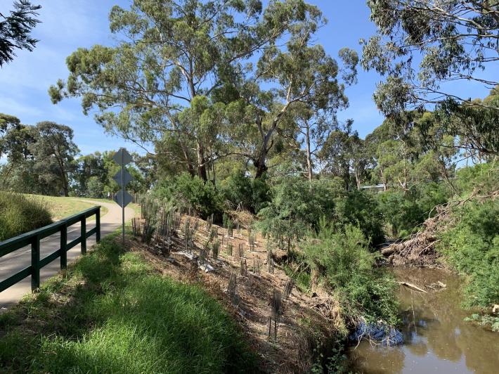 Plenty River plants