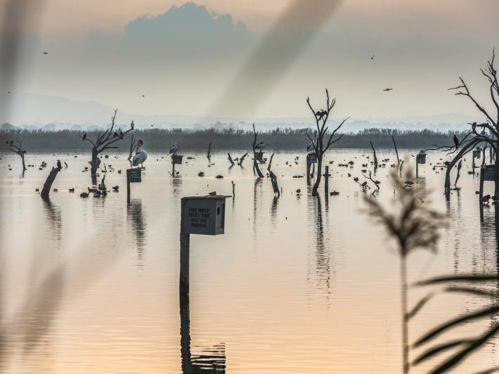 WTP wetlands