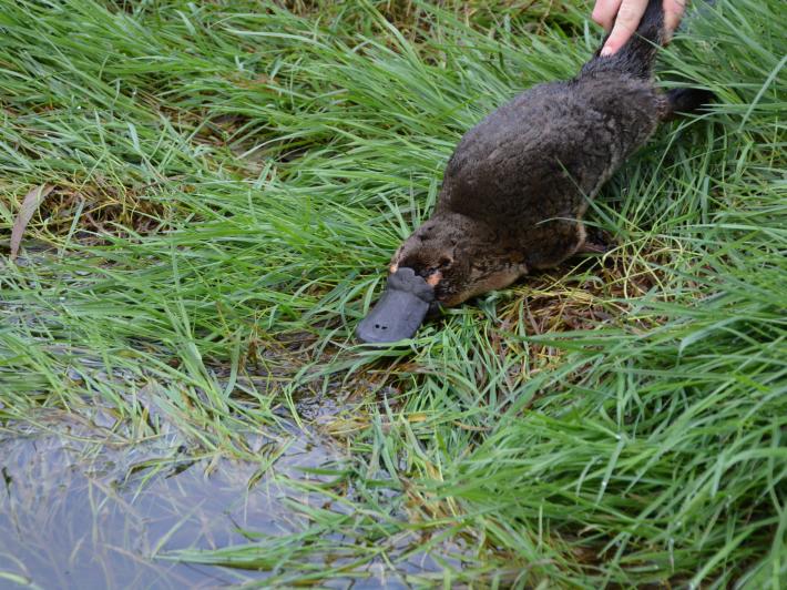 Platypus being released after a monitoring survey for Melbourne Water.
