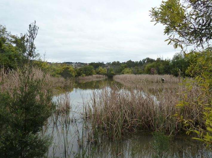 wetlands at Lillydale Lake