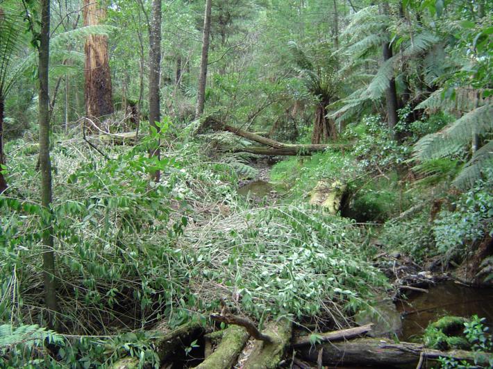 Cut cestrum next to Watts River tributary between river and highway