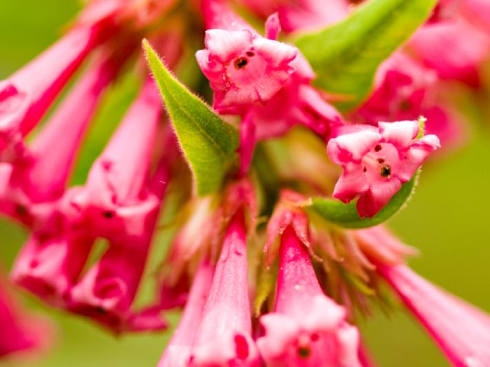 Red cestrum - Watts River catchment weed control Red cestrum (Cestrum elegans)