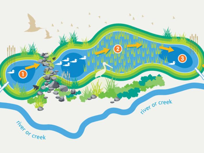 Wetland process diagram