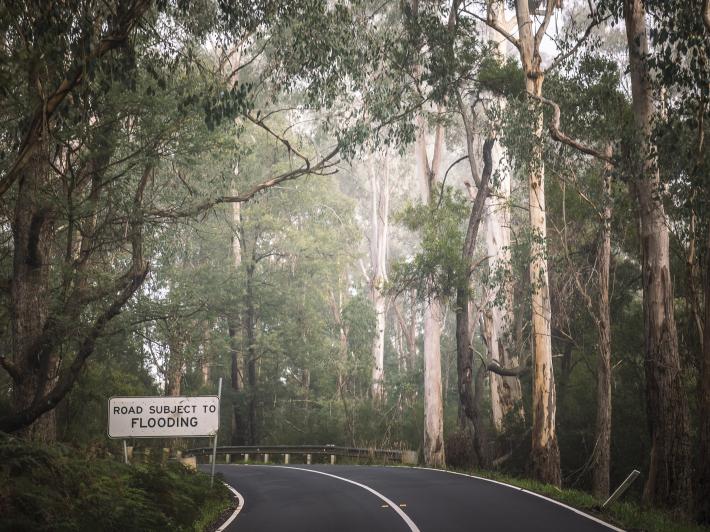 Passing through Helmeted Honeyeater country, Mountain Swamp gum habitat in Yellingbo