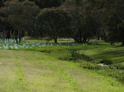 vegetation growing in the D1 Drain project area Werribee