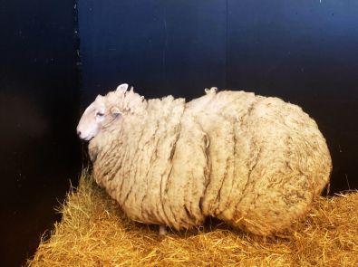 Sugar the Sheep