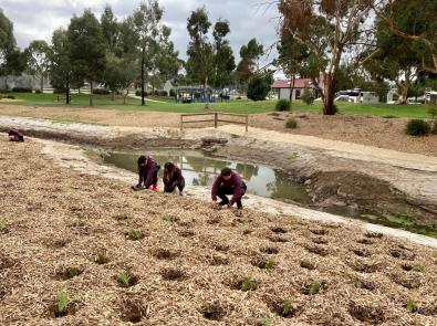 Students from Wallan Secondary College have rolled up their sleeves to help Melbourne Water plant native trees and shrubs at Hadfield Park