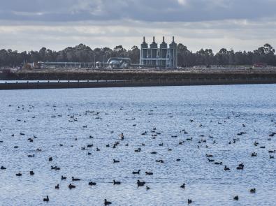 Eastern Treatment Plant, birdlife in the lagoon