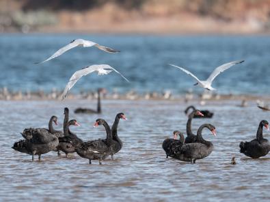 Black Swans, Cygnus atratus 