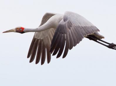 Brolga flying at the Western Treatment Plant