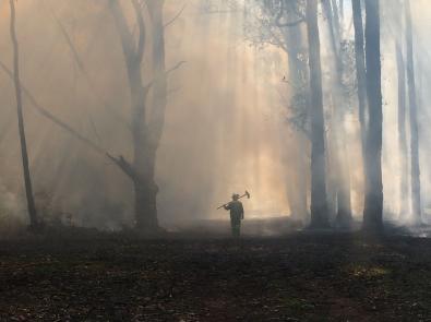 Firefighter standing in a forest ravaged by bushfires