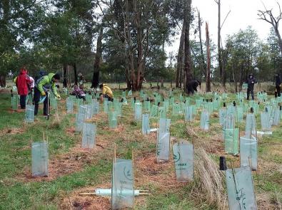 Community members weeding and tree planting