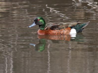 Chestnut Teal at Western Treatment Plant