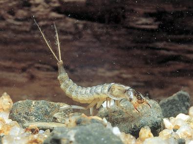 Dytiscid larva