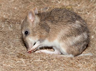 Eastern Barred Bandicoot. Credit: FAME