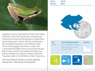 Eastern Dwarf Tree Frog - frog identification