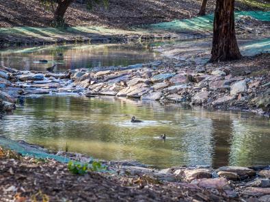 Ducks swimming in creek
