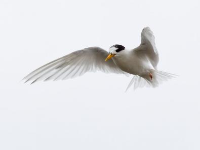 Fairy Tern at Western Treatment Plant