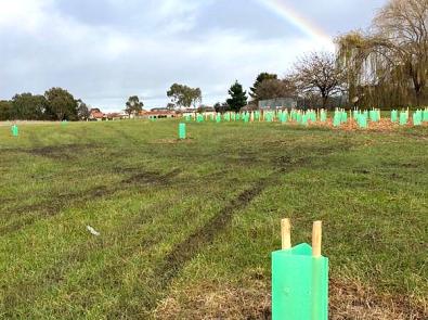 Newly planted young trees on a grass field, with a rainbow in the background