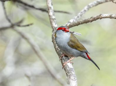 Honeyeater bird