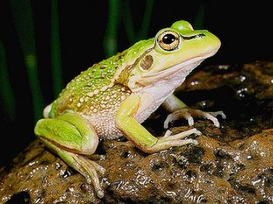 Growling Grass Frog