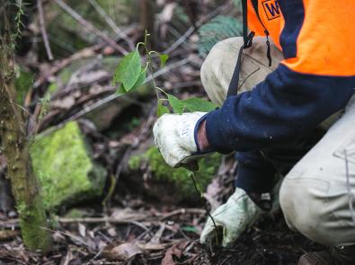 Handpulling cestrum along the Watts River in 2016