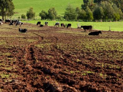 Cows
