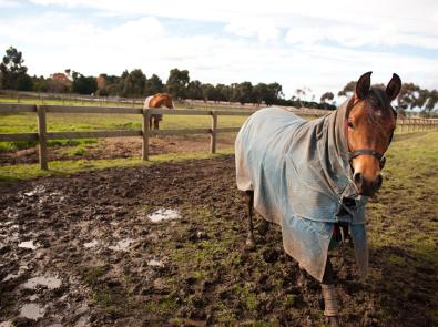Horses