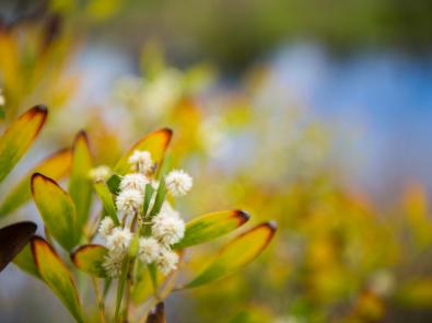 Flower with white bloom