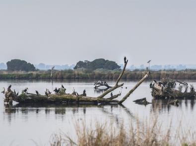 WTP wetlands