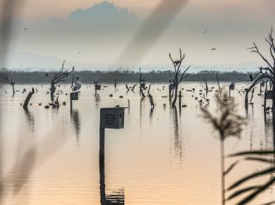 WTP wetlands