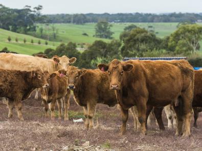 Cows at Emu Creek
