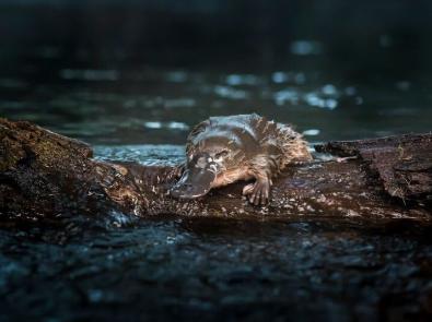 Platypus entering a creek 