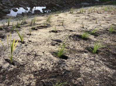 Native shrubs recently planted along the creek-side (August 2023)