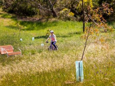 Cyclists riding through grassy area with young tree in foreground