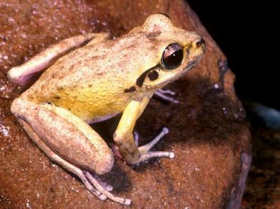 Lesueurs Frog