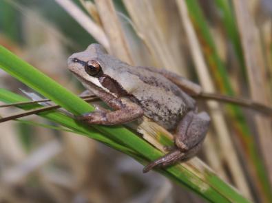 Southern brown tree frog, sitting on a reed.