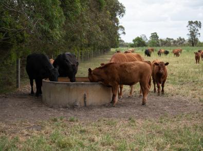 Cows drinking water