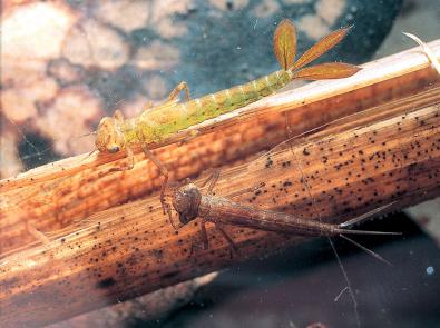 Two waterbugs on a log