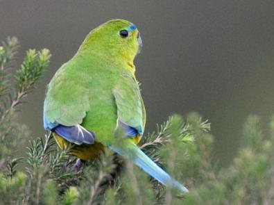 Orange bellied parrot at the Western Treatment Plant