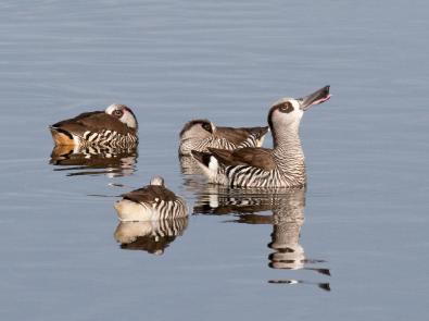 Pink-eared duck at the Western Treatment Plant