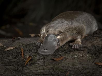 Platypus on a log