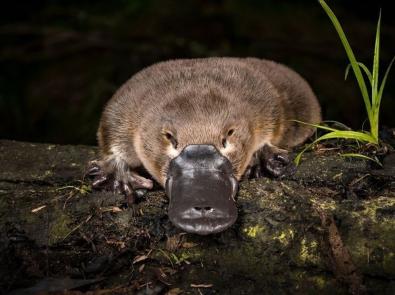 Platypus