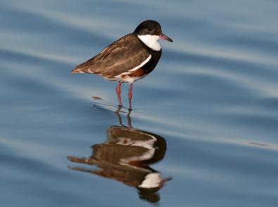 Red-kneed Dotterel at the Western Treatment Plant