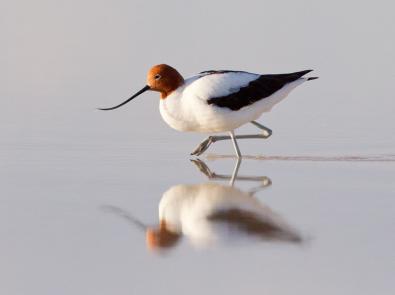 Red-necked avocet at the Western Treatment Plant